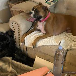 Found Dog Boxer Pink Collar