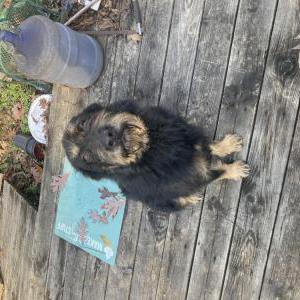 Found Dog Unknown