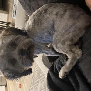 Lost Dog Thor