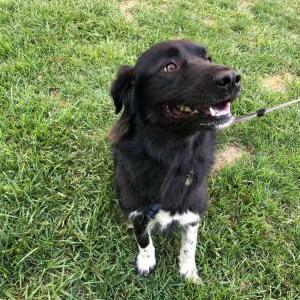 Lost Dog Huxley