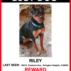 Lost Dog RILEY