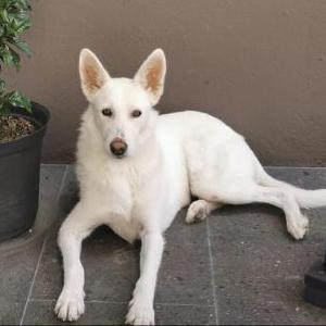 Lost Dog Kika