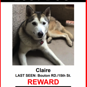 Lost Dog Claire