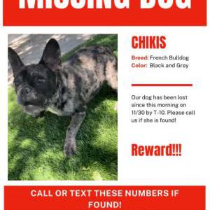Lost Dog Chikis