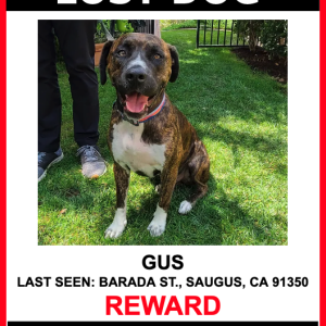 Lost Dog GUS