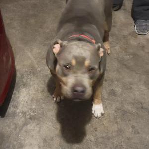 Found Dog Unknown