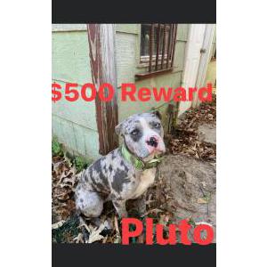 Lost Dog Pluto