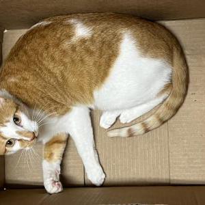 Image of Mufasa, Lost Cat