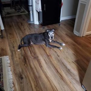 Lost Dog Blue