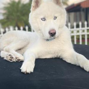 Lost Dog SNOWBALL