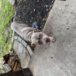 Found Dog Unknown