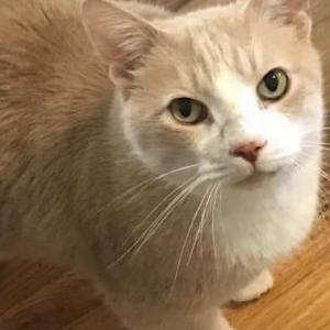 Image of Buddha, Lost Cat