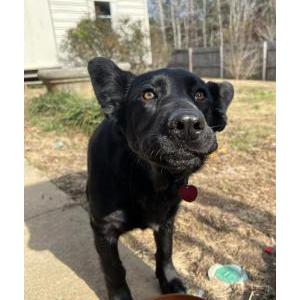 Image of Unknown, Found Dog