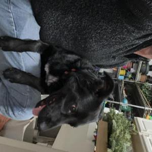 Found Dog Unknown