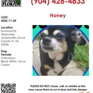 Lost Dog Honey