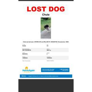 Lost Dog Chula