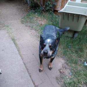 Lost Dog Ecko