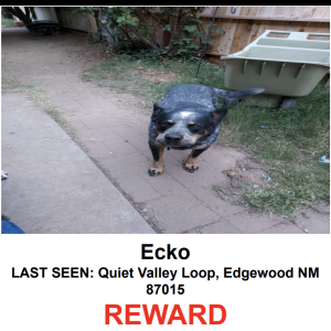 Lost Dog ECKO