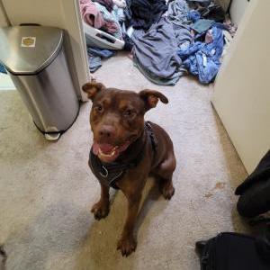 Found Dog Unknown