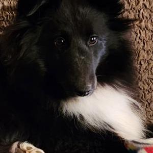 Image of Silly, Lost Dog