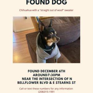 Found Dog Baxter