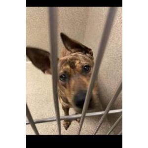 Lost Dog Tytan