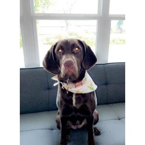 Image of Sadie, Lost Dog