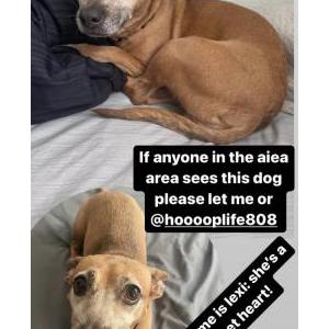 Lost Dog Lexi