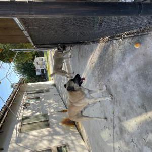Found Dog Unknown