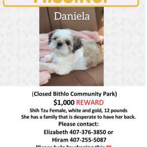 Lost Dog Daniela