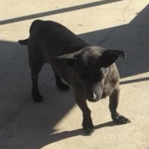 Lost Dog Junior