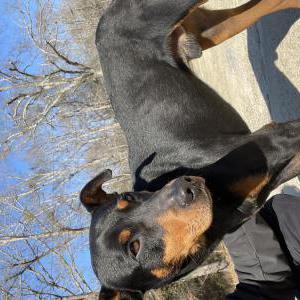 Image of Unknown, Found Dog