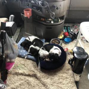 Lost Dog Suphi and Pasha 2 dg