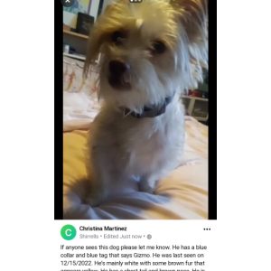 Lost Dog Gizmo