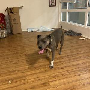 Found Dog unknown