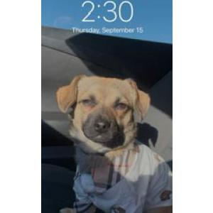 Lost Dog Pablo Carmona