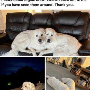 Lost Dog Archy & Milo