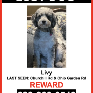Lost Dog Livy