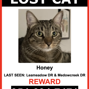 Lost Cat Honey