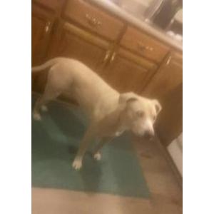 Lost Dog Scrapp