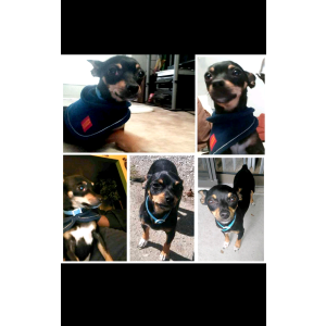 Image of Biggie Smalls Holobyte , Lost Dog