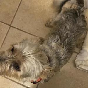 Found Dog Unknown