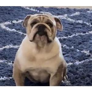 Lost Dog Olivia