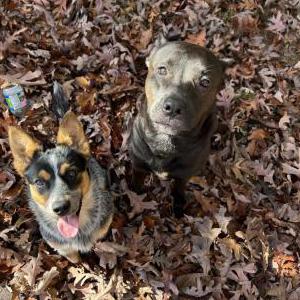 Lost Dog Chanel & Violet