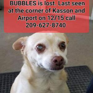 Lost Dog Bubbles
