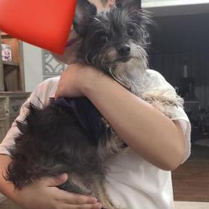 Lost Dog Prince