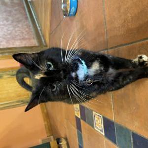 Image of Mama Rogers, Lost Cat