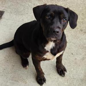 Image of unknown, Found Dog