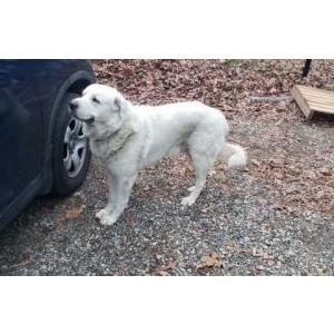 Image of Sheldon, Lost Dog