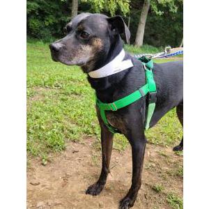 Image of Wilson, Lost Dog